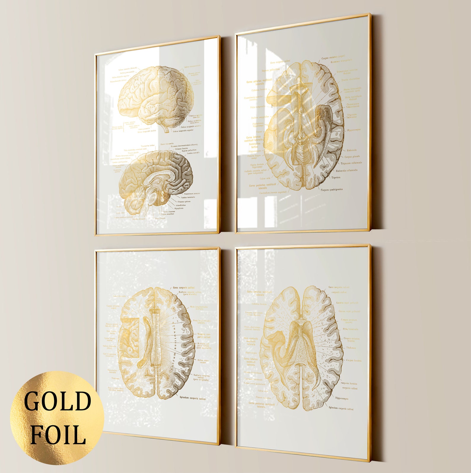 4 Gold Brain Anatomy Posters Medical Art Science Art Neurology Art ...