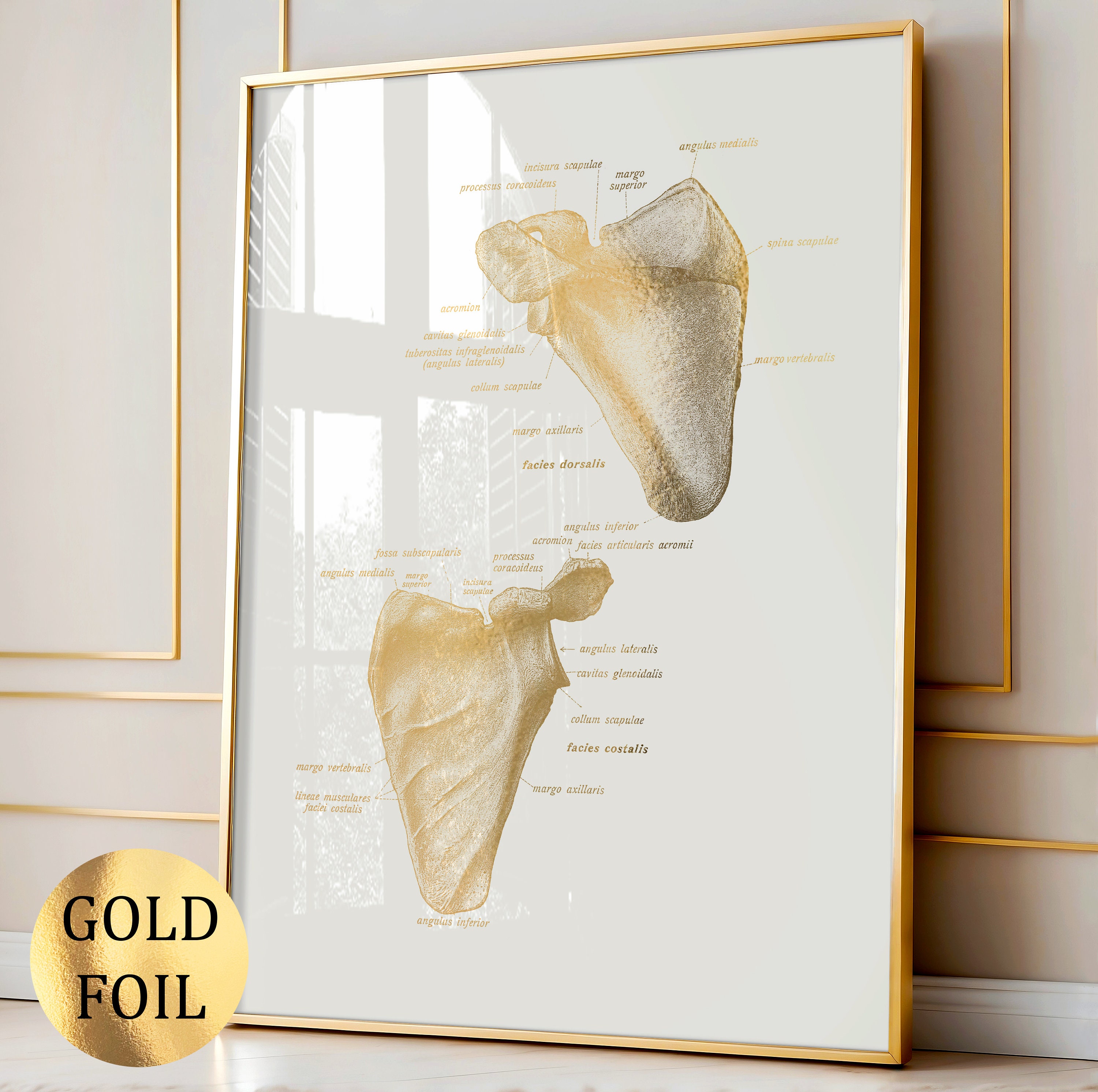 6 Skeleton Anatomy Posters Skeletal System Medical Art Skeleton Bones ...