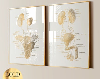 2 Urinary System Anatomy Art Medical Art Renal System Diagram Urinary Tract Poster Urologist Gift Nephrologist Gift Clinic Art Gold Foil