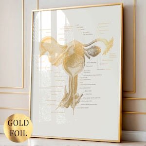 Set 6 Pregnancy Art Anatomy Art Female Physiology Posters Gynaecology ...