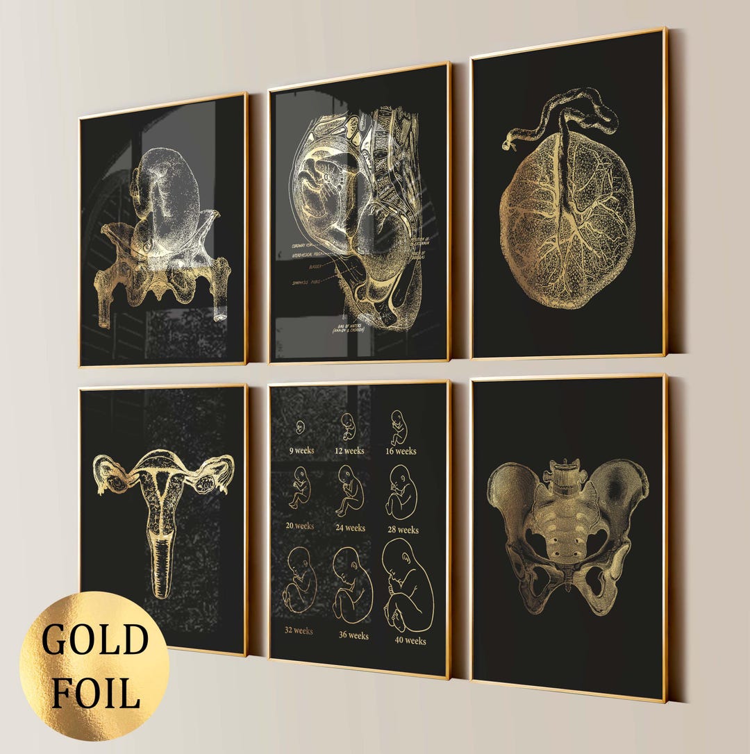 6 Pregnancy Art Prints Female Physiology Poster Obgyn Art Baby in Womb ...