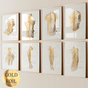 8 Muscle Anatomy Art Muscular System Poster Medical Art Massage Clinic Decor Physiotherapy Art Surgical Print Doctor Gift Gold Foil Print