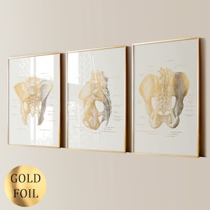 May include: A set of three framed wall art prints featuring anatomical illustrations of the human pelvis in gold foil. Each print displays detailed skeletal structures with scientific labels on a light background, encased in thin gold frames.