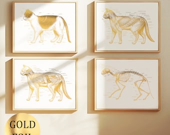 4 Cat Anatomy Art, Feline Anatomy Posters, Animal Anatomy, Pet Anatomy, Veterinarian Gift, Veterinary Medicine, Pet Health Art, Pet Doctor