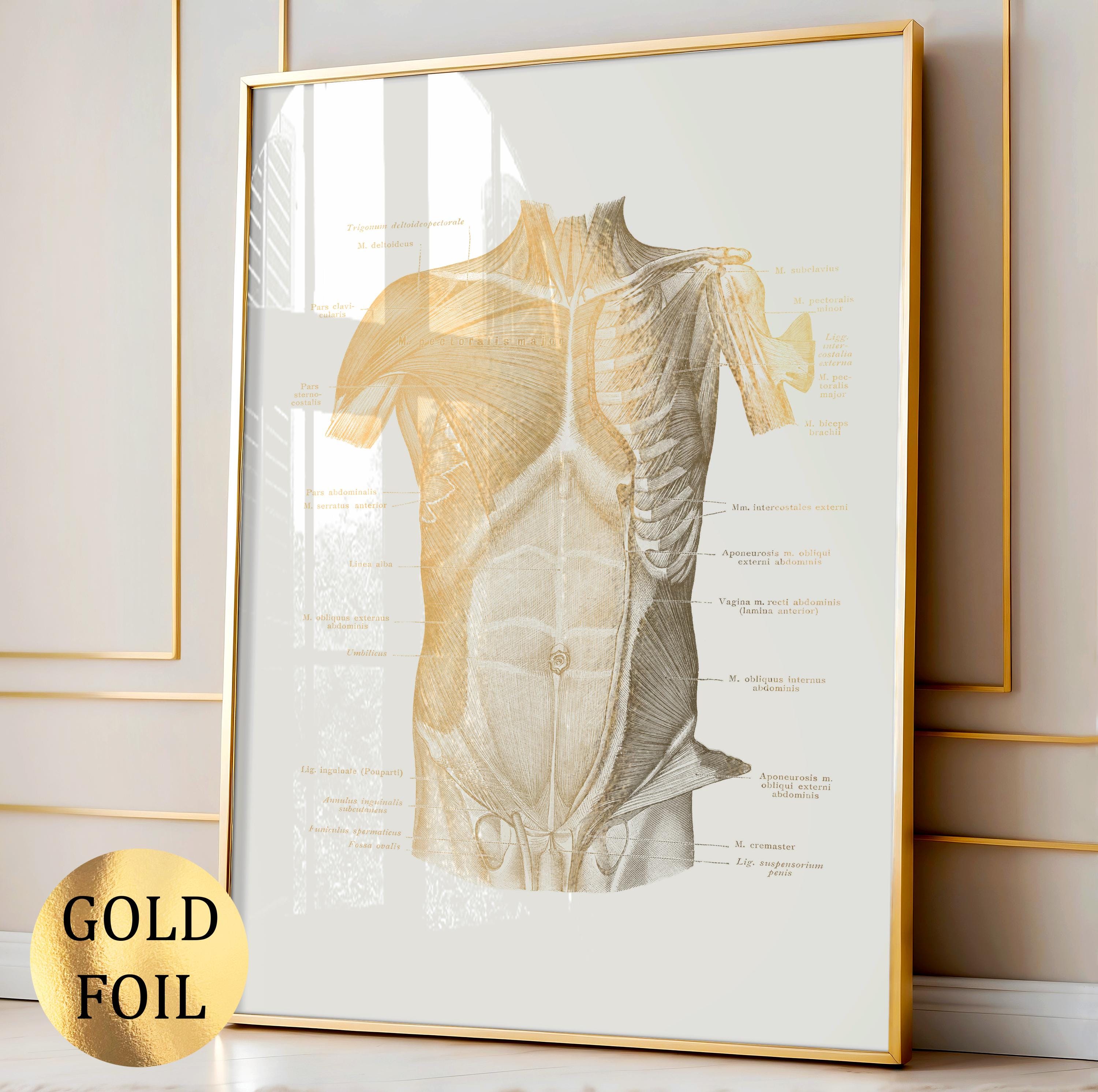 8 Gold Muscles Anatomy Prints Labeled Muscular System Medical Artwork ...