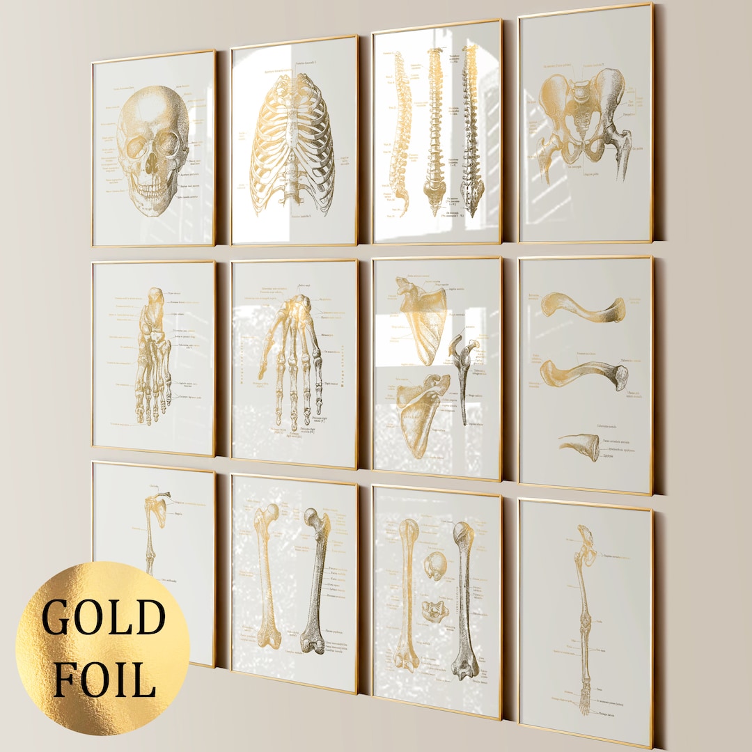 Set 12 Gold Skeleton Anatomy Art Skeletal System Diagram Medical Art ...