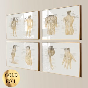 4 menselijke anatomie wordt afgedrukt gelabeld spieren diagram medische kunst spierstelsel grafiek chirurg cadeau kliniek muur decor goudfolie print