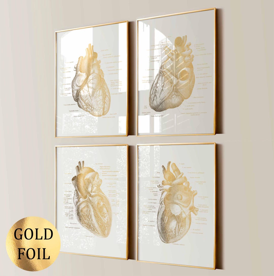 4 Gold Heart Posters Anatomical Heart Print Human Heart Anatomy Diagram ...