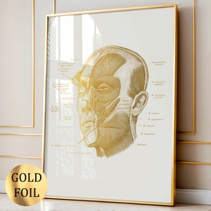May include: A vertical rectangular wall art print featuring a detailed anatomical illustration of human facial muscles in gold foil on a light cream background, encased in a thin gold frame. The print includes Latin anatomical labels.