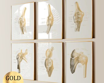 Set 6 Anatomy Art Elbow Joint Posters Medical Art Musculoskeletal System Orthopedic Gift Kinesiology Art Clinic Wall Art Gold Foil Print