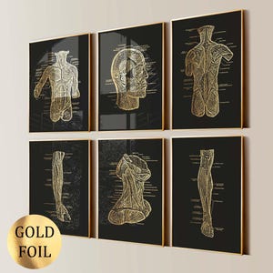 6 Human Muscular System Art Posters Anatomy Art Medical Art Muscle Diagram Doctor Office Gift Physiotherapy Poster Massage Clinic Gold Foil