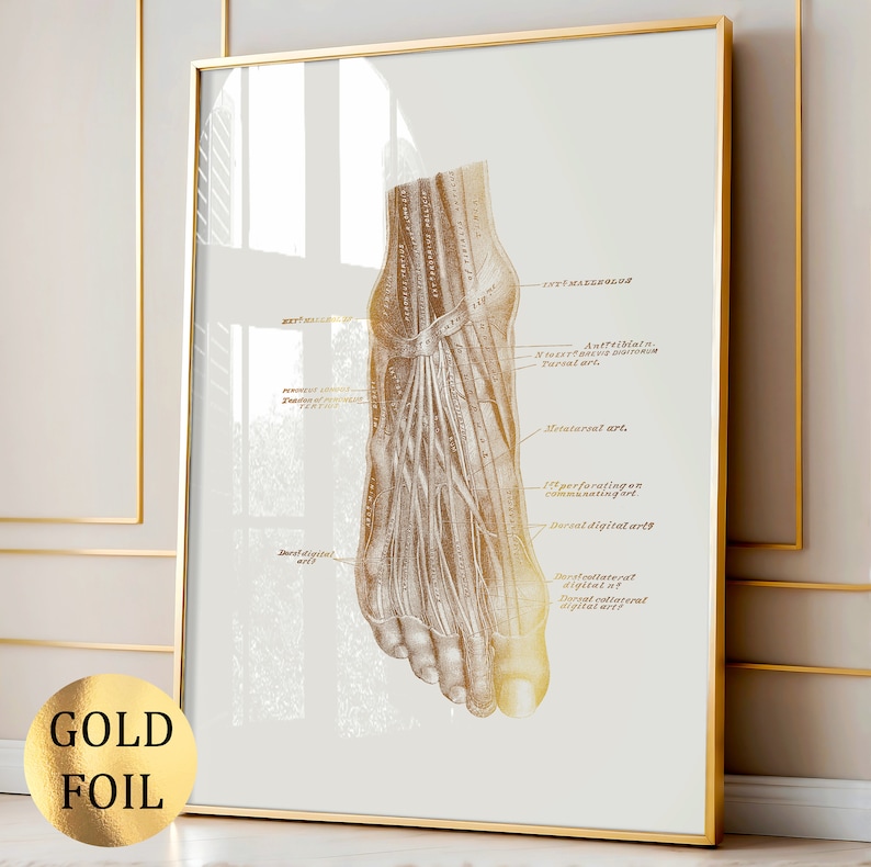 3 Gold Foot Anatomy Art Medical Poster Foot Muscles Diagram Foot ...