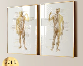 Puede incluir: Dos impresiones anatómicas de un cuerpo humano en pan de oro con los músculos etiquetados. Las impresiones están enmarcadas en oro y tienen un fondo blanco.
