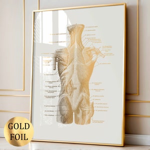 8 Muscle Anatomy Art Labeled Muscular System Poster Medical Art ...