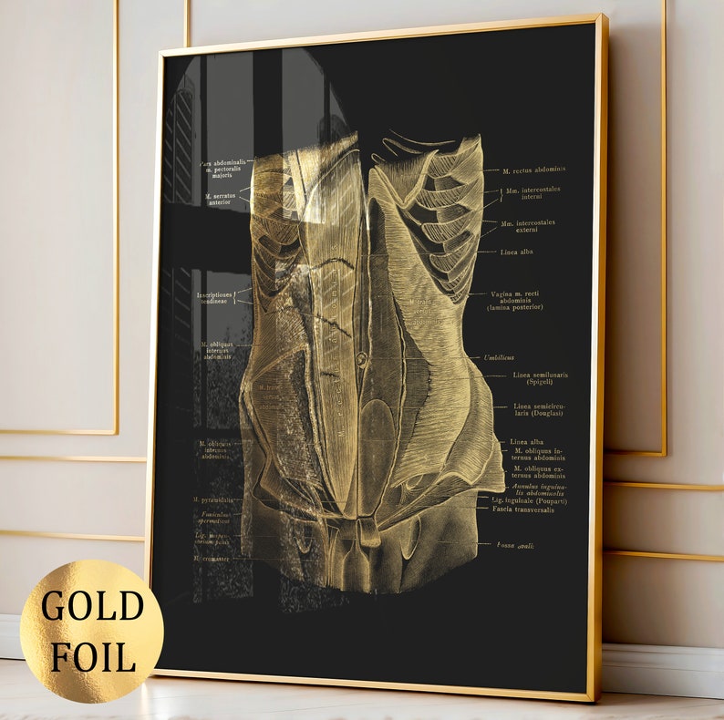12 Gold Anatomy Posters Muscular System Diagram Medical Art Massage ...