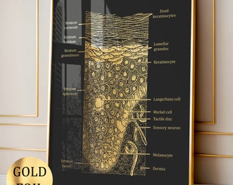 Hautanatomie Kunst Hautschichten Diagramm Medizinische Kunst Dermatologen Geschenk Hautbehandlung Poster Hautpflege Kunst chemisches Peeling Heil-SPA-Kunst
