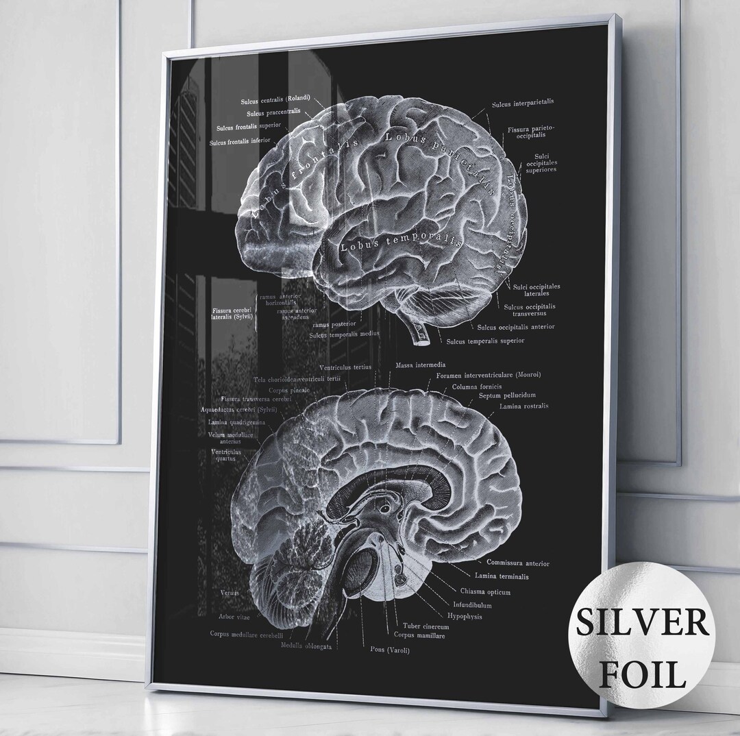 Brain Anatomy Art Silver Foil Print Neurology Art Medical Art ...