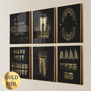 6 poster di anatomia dei denti, arte dentale, diagramma di crescita dei denti, poster dei tipi di denti, numerazione dei denti, decorazione della clinica dentale, regalo del dentista, stampa in lamina d'oro