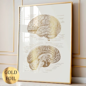 Può includere: Una stampa artistica da parete rettangolare verticale con due dettagliate illustrazioni anatomiche del cervello in lamina d'oro metallizzata su sfondo color crema chiaro. La stampa è racchiusa in una sottile cornice dorata e include etichette scientifiche in latino.