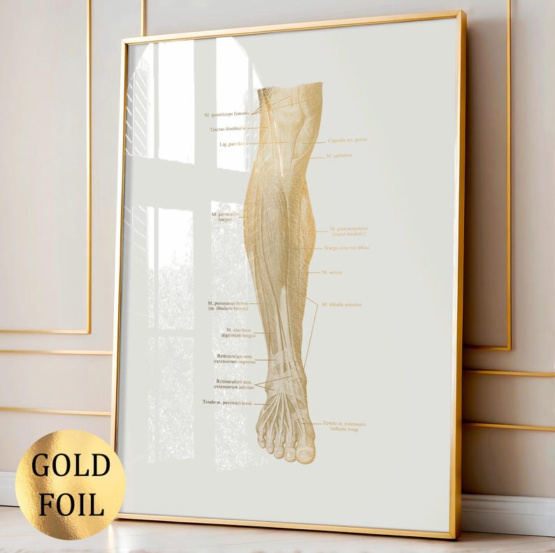 Set 8 Gold Muscle Anatomy Art Labeled Muscular System Medical Art ...