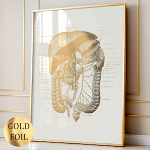 Póster del sistema digestivo con arte anatómico dorado, impresión de órganos internos, diagrama de anatomía abdominal del tracto gastrointestinal, regalo para cirujanos, impresión en lámina dorada.