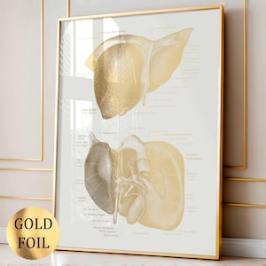 May include: A framed print featuring a detailed anatomical illustration of the liver in gold foil on a light background. The artwork is encased in a gold frame, with the words "GOLD FOIL" on a gold circle in the lower left corner.