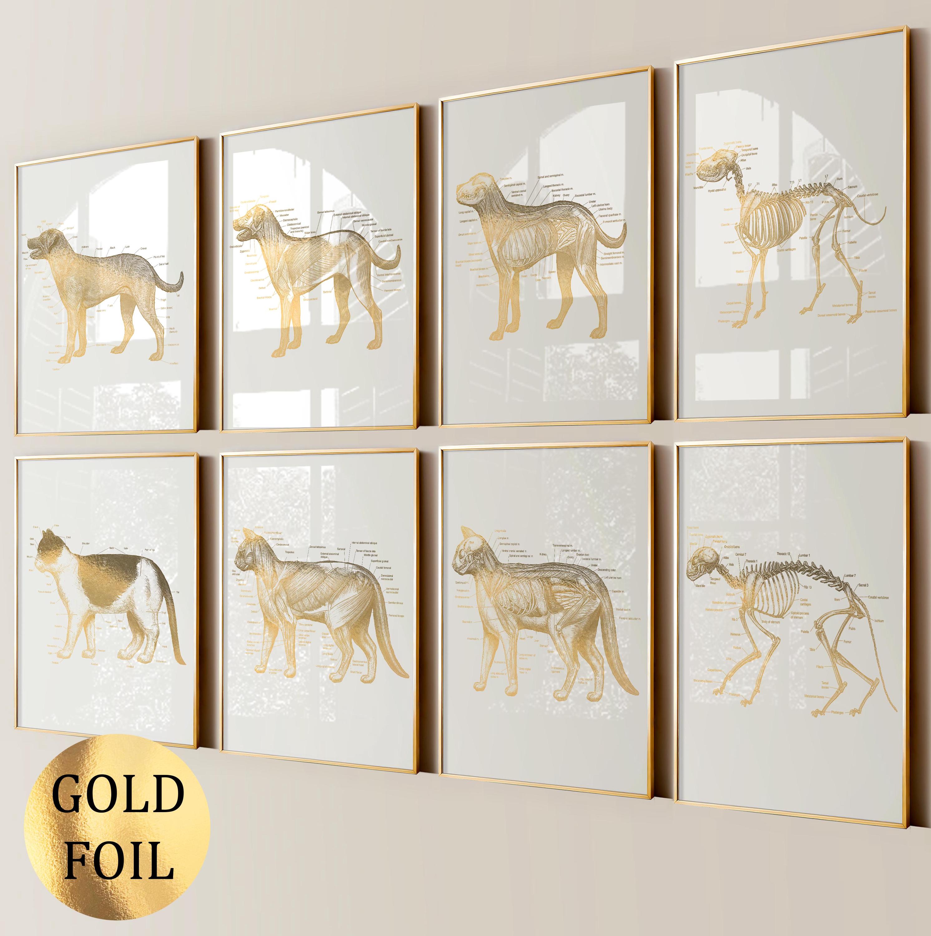 Set 8 Pet Anatomy Art Veterinary Art Dog Anatomy Cat Anatomy Diagram Vet Clinic Decor Veterinarian Gift Pet Doctor Gift Gold Foil Print