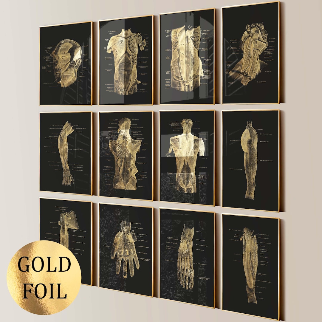 12 Gold Anatomy Posters Muscular System Diagram Medical Art Massage ...