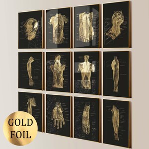 Könnte beinhalten: Ein Set aus zwölf gerahmten anatomischen Kunstdrucken. Jeder Druck zeigt eine Goldfolienillustration der menschlichen Anatomie vor einem schwarzen Hintergrund. Die Drucke sind in goldenen Rahmen präsentiert, wodurch eine zusammenhängende und elegante Wandkunstsammlung entsteht.
