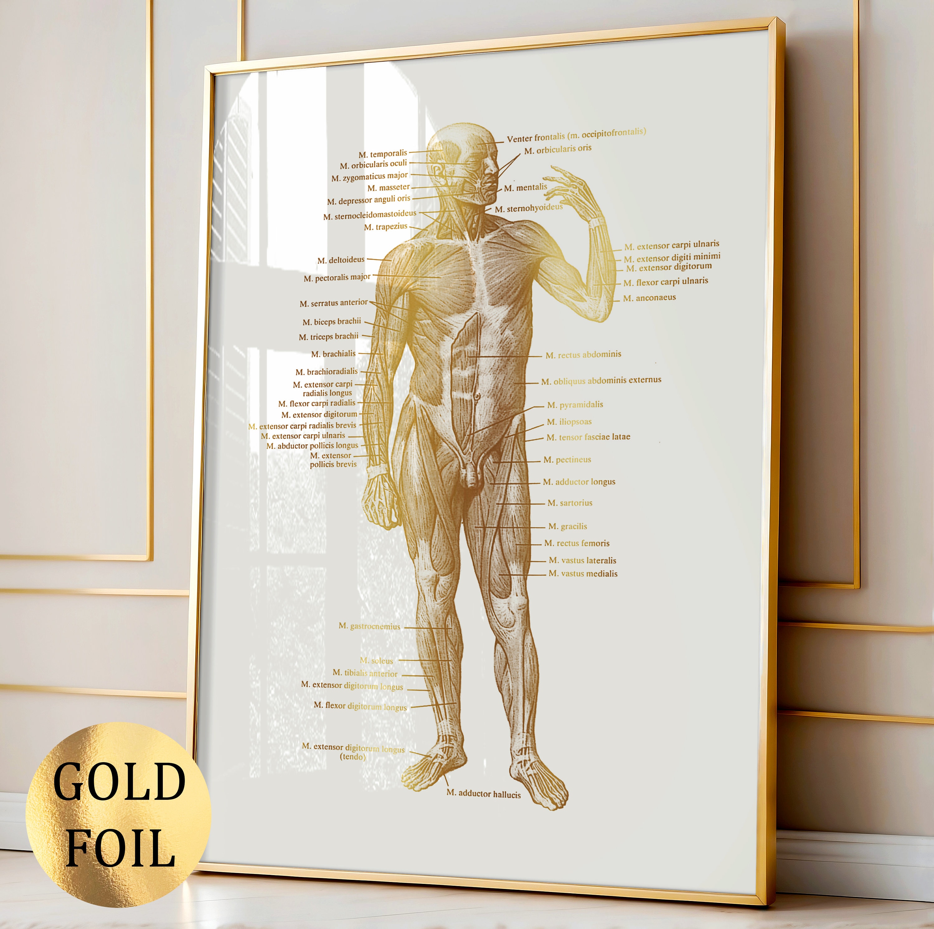 Gold Anatomy Art Labeled Muscular System Poster Body Structure Diagram ...
