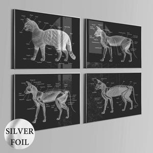 4 Cat Anatomy Art, Feline Anatomy, Animal Physiology, Pet Anatomy, Biology Art, Veterinarian Gift, Pet Health, Silver Foil Print