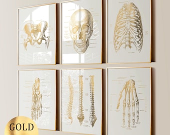 Set 6 Skeleton Anatomy Art Skeletal System Poster Medical Art Skeleton Diagram Orthopedic Art Clinic Wall Art Gold Foil Print