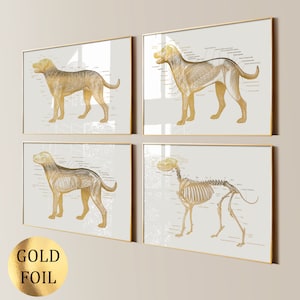 4 Hunde Anatomie Poster, Hunde Anatomie Poster, Tieranatomie, Haustier Anatomie, Haustier Geschenk, Veterinär Medizin, Haustier Gesundheit Kunst, Haustier Doktor