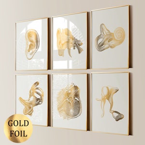 6 Gold Ohranatomie Hörsystem Poster Medizinische Kunst Inneres Ohr Trommelfell Gehörknöchelchen Hörschnecke Druck Audiologe Büro Geschenk Ohrklinik Art