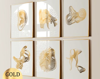 6 poster di anatomia dell'orecchio dorato, arte del sistema uditivo, arte medica, orecchio interno, timpano, ossicini, coclea, stampa, regalo per studio audiologico, clinica dell'orecchio
