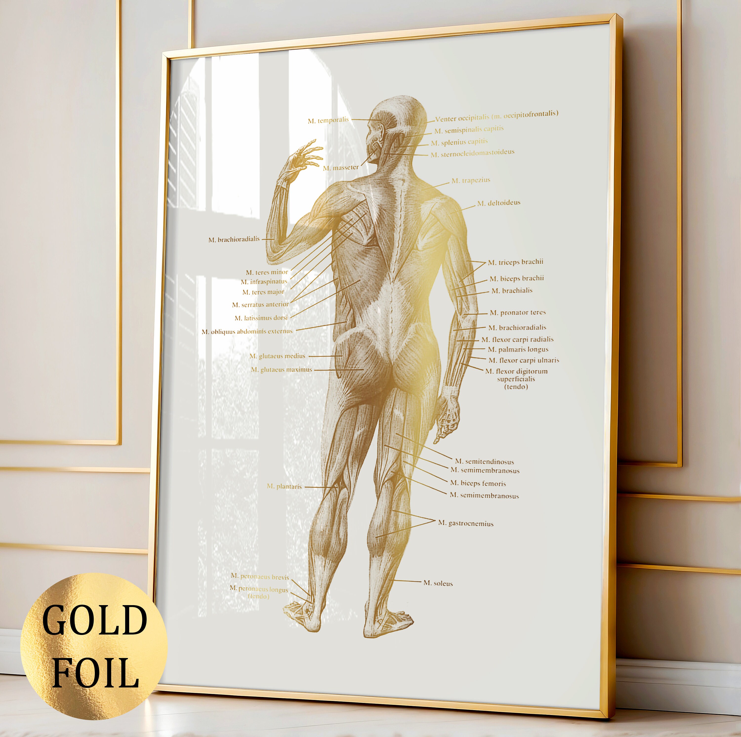 Gold Anatomy Art Labeled Muscular System Poster Body Structure Diagram ...