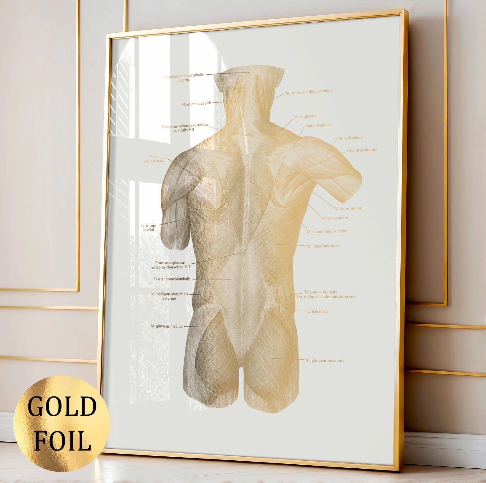 Set 8 Gold Muscle Anatomy Art Labeled Muscular System Medical Art ...