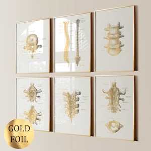 6 Spine Anatomy Posters Spinal Column Vertebrae Art Lumbar Spine Backbone Art Medical Art Orthopedic Art Doctor Office Gift Gold Foil Print