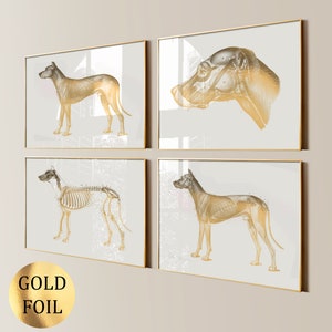 4 Dog Anatomy Art Canine Veterinary Posters Animal Anatomy Pet Anatomy Veterinarian Gift Veterinary Medicine Pet Health Art Pet Doctor Gift