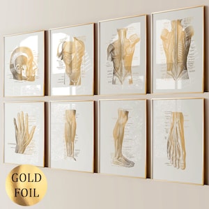 8 Muscular System Anatomy Prints Medical Poster Human Body Muscle Chart Physiotherapy Office Wall Decor Doctor Gift Clinic Decor Gold Foil