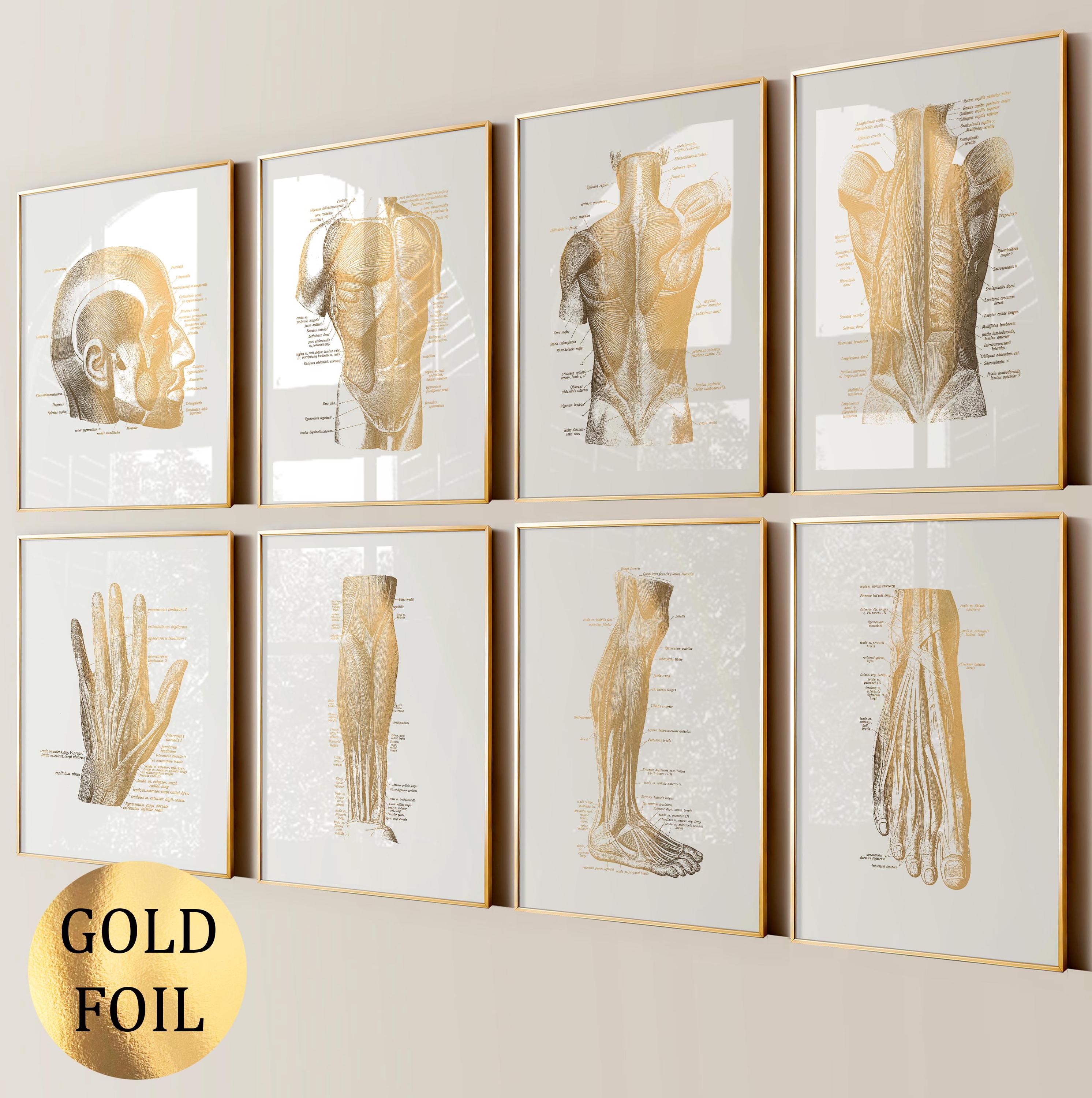 8 Muscular System Anatomy Prints Medical Poster Human Body Muscle Chart ...