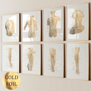 Könnte beinhalten: Satz von acht anatomischen Illustrationen des menschlichen Körpers, in Goldfolie auf weißem Papier gedruckt und in Gold gerahmt. Die Illustrationen zeigen die Muskeln von Rücken, Armen, Beinen und Kopf.