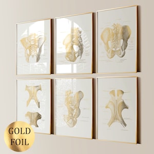 Könnte beinhalten: Ein Set aus sechs gerahmten Wandbildern mit anatomischen Illustrationen des menschlichen Beckens und Kreuzbeins in Goldfolie. Jeder Druck zeigt detaillierte Skelettstrukturen mit wissenschaftlichen Beschriftungen auf hellem Grund.