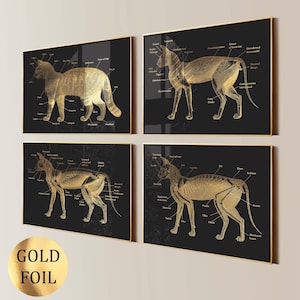 4 Cat Anatomy Posters Pet Anatomy Canine Physiology Animal Veterinary Veterinarian Gift Pet Health Vet Clinic Decor Biology Gold Foil Print