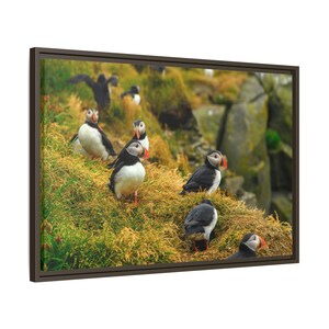 Atlantic Puffin Canvas Print | Iceland Bird Photography, Coastal Wall Art image 9