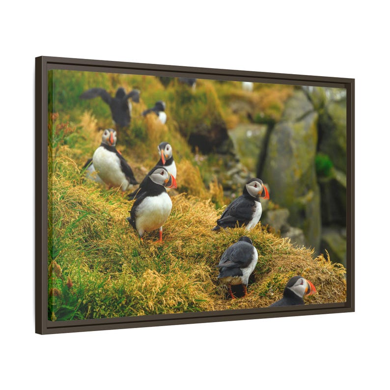Atlantic Puffin Canvas Print | Iceland Bird Photography, Coastal Wall Art image 9