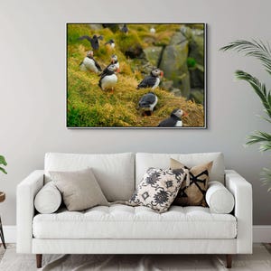 Atlantic Puffin Canvas Print | Iceland Bird Photography, Coastal Wall Art image 6