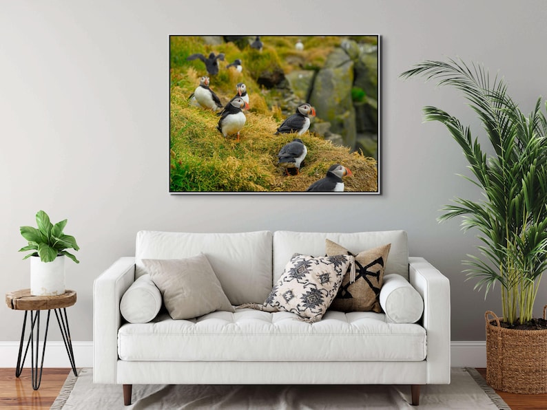 Atlantic Puffin Canvas Print | Iceland Bird Photography, Coastal Wall Art image 6