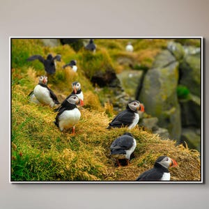 Atlantic Puffin Canvas Print | Iceland Bird Photography, Coastal Wall Art image 1