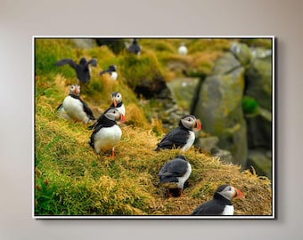 May include: A framed print featuring a group of puffins on a grassy hillside. The birds have black and white plumage with orange beaks and feet. The background includes green grass and rocky terrain.